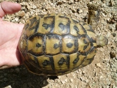 Testudo hermanni boettgeri