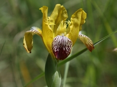 Iris variegata