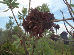 Protea witches broom phytoplasma
