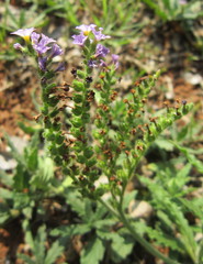 Heliotropium amplexicaule