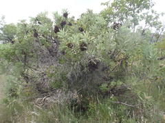 Protea witches broom phytoplasma