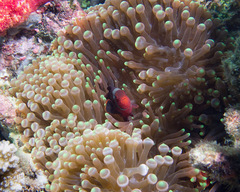 Amphiprion biaculeatus
