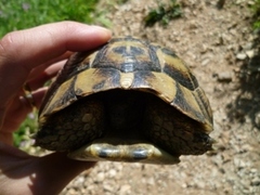 Testudo hermanni boettgeri