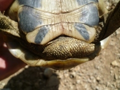 Testudo hermanni boettgeri