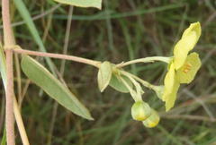 Sphedamnocarpus pruriens pruriens