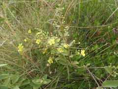 Sphedamnocarpus pruriens pruriens