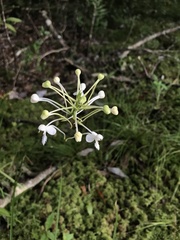 Platanthera blephariglottis conspicua