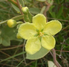 Sphedamnocarpus pruriens pruriens