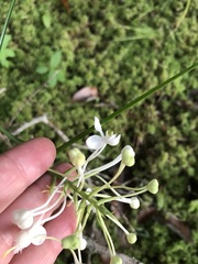 Platanthera blephariglottis conspicua