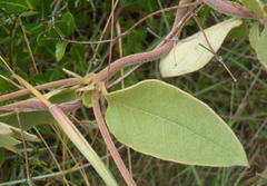Sphedamnocarpus pruriens pruriens