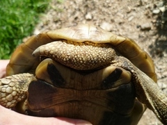 Testudo hermanni boettgeri