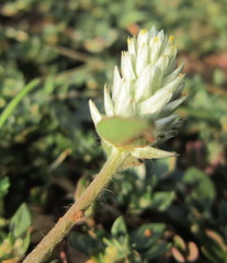 Gomphrena celosioides
