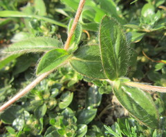 Gomphrena celosioides