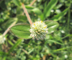 Gomphrena celosioides