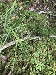 Platanthera blephariglottis conspicua