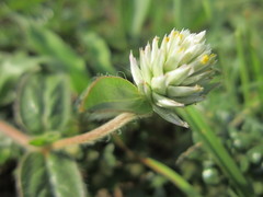 Gomphrena celosioides