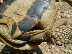 Testudo hermanni boettgeri