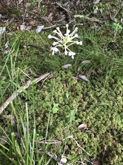 Platanthera blephariglottis conspicua