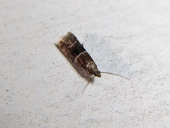 Moodna