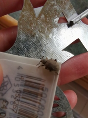 Otiorhynchus rugosostriatus