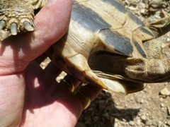 Testudo hermanni boettgeri