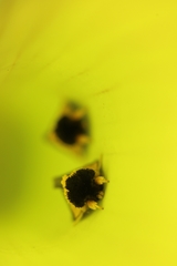 Exyra semicrocea