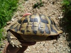 Testudo hermanni boettgeri