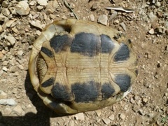 Testudo hermanni boettgeri