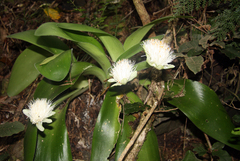 Haemanthus albiflos