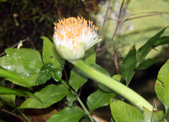 Haemanthus albiflos