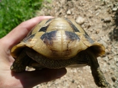 Testudo hermanni boettgeri