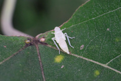 Bothrogonia ferruginea