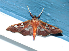Phostria