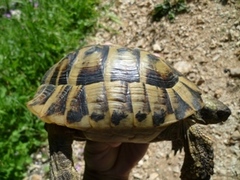 Testudo hermanni boettgeri