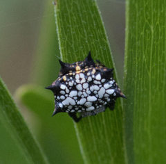 Isoxya cicatricosa
