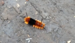 Turuptiana