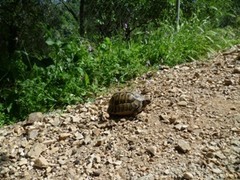 Testudo hermanni boettgeri