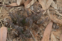 Agathosma latipetala