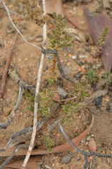 Phylica strigulosa