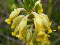 Erica chlorosepala