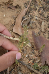 Phylica strigulosa