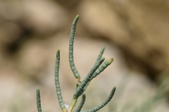 Arthrocaulon macrostachyum