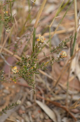 Phylica strigulosa