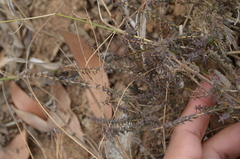 Agathosma latipetala