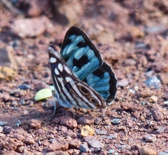 Dynamine postverta postverta