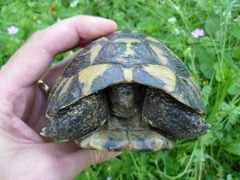 Testudo hermanni boettgeri