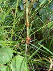 Lasioptera rubi