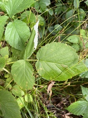 Lasioptera rubi