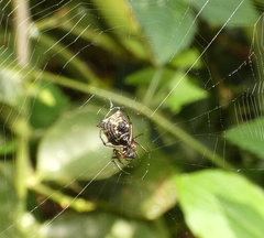Micrathena picta