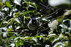 Trochocercus cyanomelas